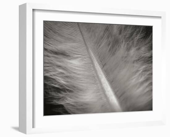 Feather II-Jim Christensen-Framed Photographic Print