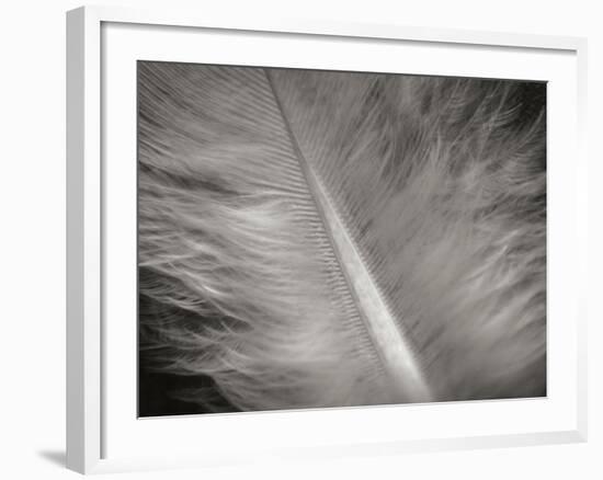 Feather II-Jim Christensen-Framed Photographic Print