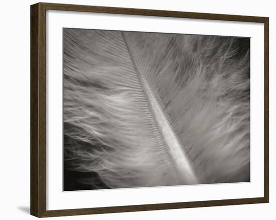 Feather II-Jim Christensen-Framed Photographic Print