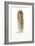 Feather II-Patti Mann-Framed Art Print