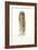 Feather II-Patti Mann-Framed Art Print