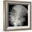 Feather III-Jim Christensen-Framed Photographic Print