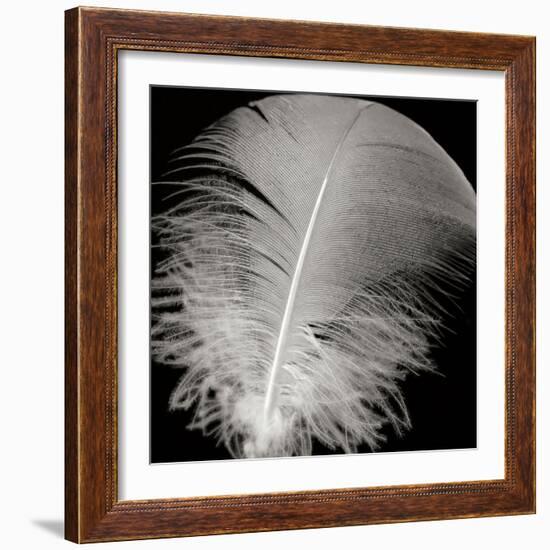 Feather III-Jim Christensen-Framed Photographic Print