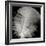 Feather III-Jim Christensen-Framed Photographic Print