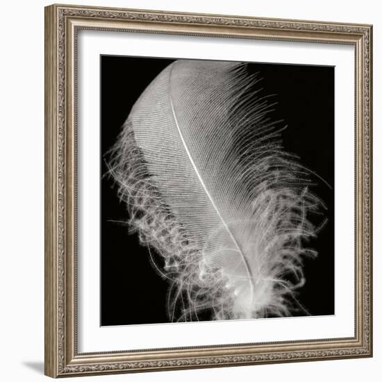 Feather IV-Jim Christensen-Framed Photographic Print