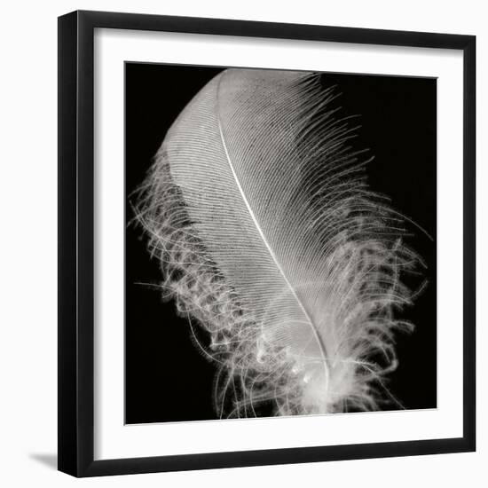 Feather IV-Jim Christensen-Framed Photographic Print