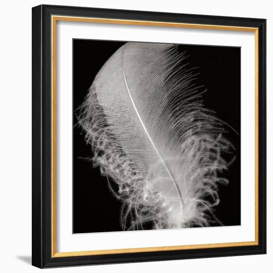 Feather IV-Jim Christensen-Framed Photographic Print