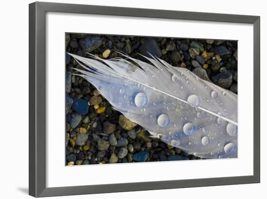 Feather on Beach, Lands End, Homer, Alaska, USA-Tom Norring-Framed Photographic Print