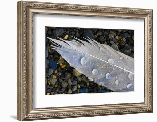 Feather on Beach, Lands End, Homer, Alaska, USA-Tom Norring-Framed Photographic Print