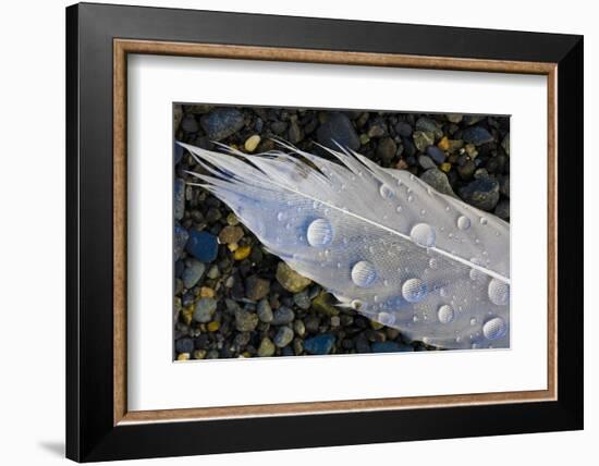 Feather on Beach, Lands End, Homer, Alaska, USA-Tom Norring-Framed Photographic Print