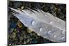 Feather on Beach, Lands End, Homer, Alaska, USA-Tom Norring-Mounted Photographic Print