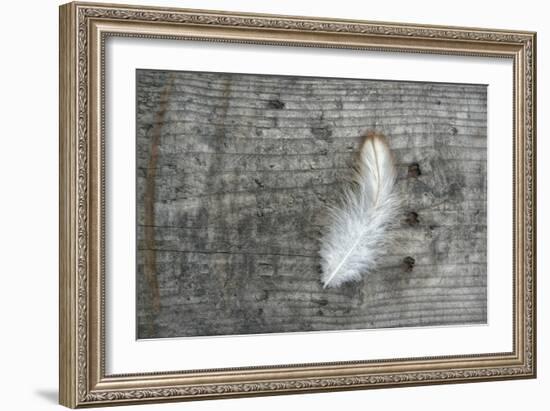 Feather on Rough Wood-Cora Niele-Framed Photographic Print