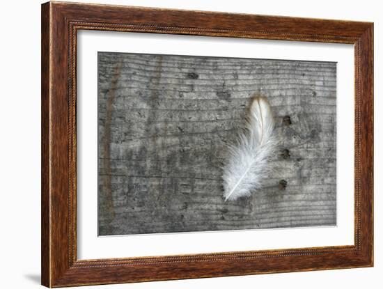 Feather on Rough Wood-Cora Niele-Framed Photographic Print