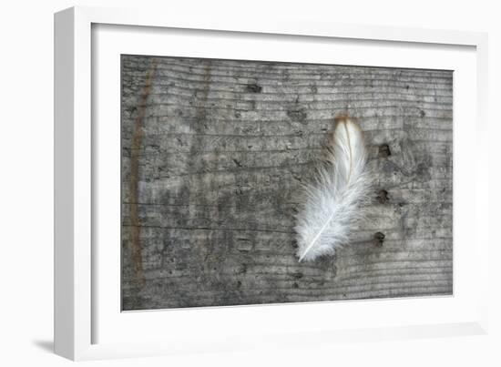 Feather on Rough Wood-Cora Niele-Framed Photographic Print