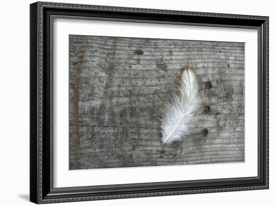 Feather on Rough Wood-Cora Niele-Framed Photographic Print