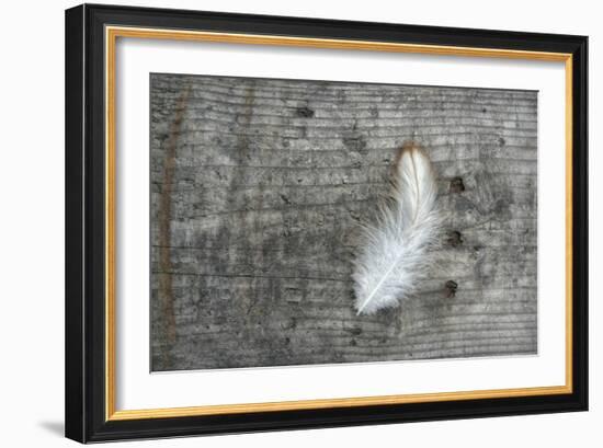 Feather on Rough Wood-Cora Niele-Framed Photographic Print