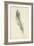 Feather Sketch IV-Ethan Harper-Framed Art Print