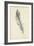 Feather Sketch IV-Ethan Harper-Framed Art Print