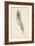 Feather Sketch IV-Ethan Harper-Framed Art Print