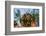 Feather Star on Reef Roof, Comanthina Schlegeli, Marovo Lagoon, the Solomon Islands-Reinhard Dirscherl-Framed Photographic Print