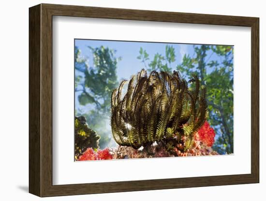 Feather Star on Reef Roof, Comanthina Schlegeli, Marovo Lagoon, the Solomon Islands-Reinhard Dirscherl-Framed Photographic Print