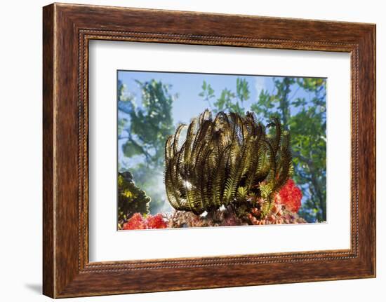 Feather Star on Reef Roof, Comanthina Schlegeli, Marovo Lagoon, the Solomon Islands-Reinhard Dirscherl-Framed Photographic Print