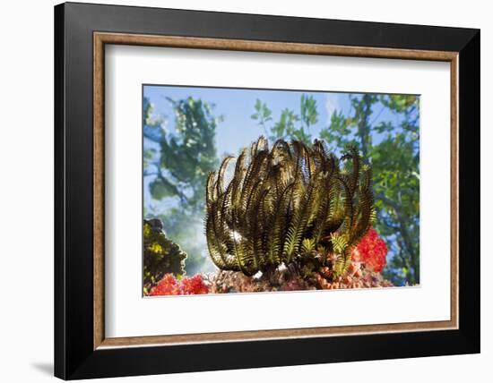 Feather Star on Reef Roof, Comanthina Schlegeli, Marovo Lagoon, the Solomon Islands-Reinhard Dirscherl-Framed Photographic Print