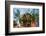 Feather Star on Reef Roof, Comanthina Schlegeli, Marovo Lagoon, the Solomon Islands-Reinhard Dirscherl-Framed Photographic Print