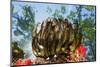 Feather Star on Reef Roof, Comanthina Schlegeli, Marovo Lagoon, the Solomon Islands-Reinhard Dirscherl-Mounted Photographic Print