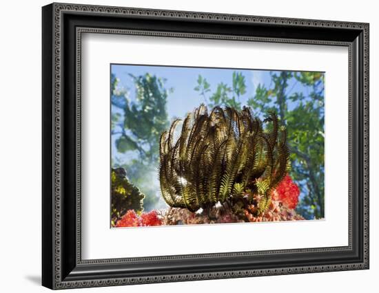 Feather Star on Reef Roof, Comanthina Schlegeli, Marovo Lagoon, the Solomon Islands-Reinhard Dirscherl-Framed Photographic Print