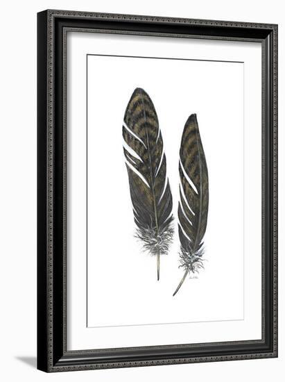 Feather Study 1-Arnie Fisk-Framed Art Print