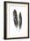 Feather Study 1-Arnie Fisk-Framed Art Print