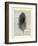 Feather-Marion Mcconaghie-Framed Art Print