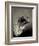 Feather-David Ridley-Framed Photographic Print
