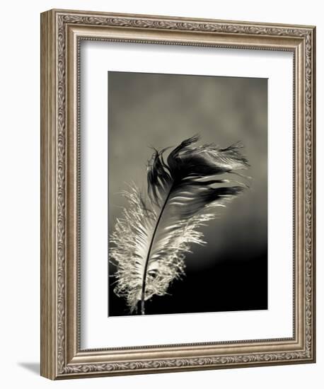 Feather-David Ridley-Framed Photographic Print