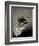 Feather-David Ridley-Framed Photographic Print