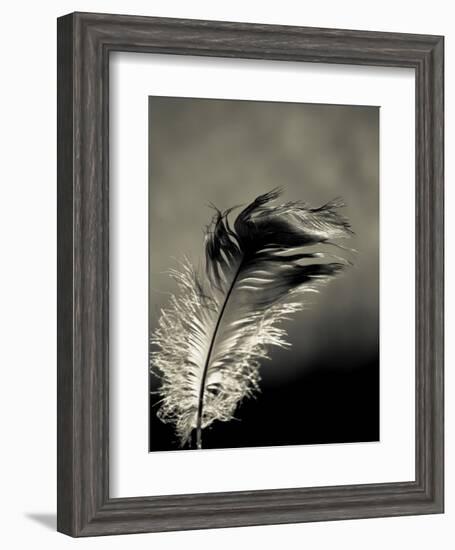 Feather-David Ridley-Framed Photographic Print