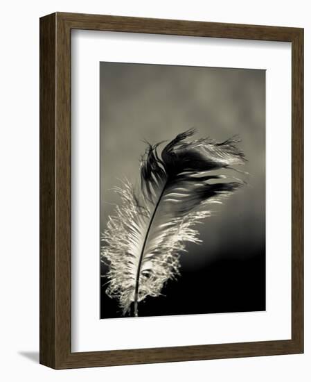 Feather-David Ridley-Framed Photographic Print