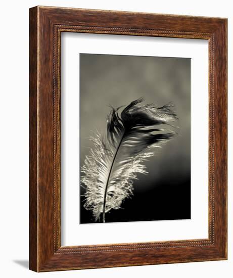 Feather-David Ridley-Framed Photographic Print