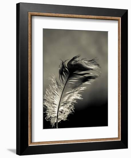 Feather-David Ridley-Framed Photographic Print