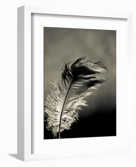 Feather-David Ridley-Framed Photographic Print