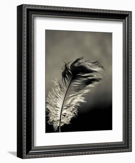 Feather-David Ridley-Framed Photographic Print