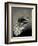 Feather-David Ridley-Framed Photographic Print