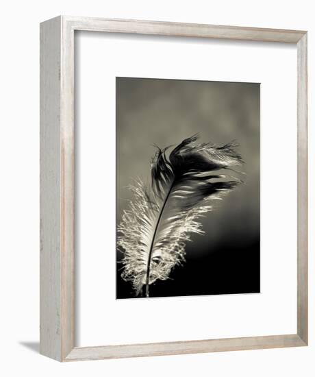 Feather-David Ridley-Framed Photographic Print