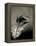 Feather-David Ridley-Framed Premier Image Canvas