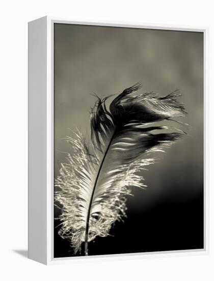 Feather-David Ridley-Framed Premier Image Canvas