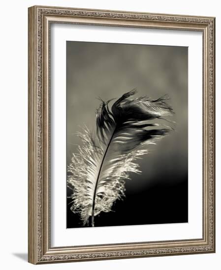 Feather-David Ridley-Framed Photographic Print