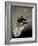 Feather-David Ridley-Framed Photographic Print