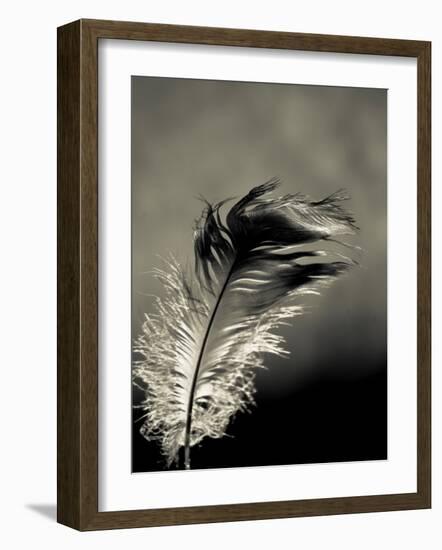 Feather-David Ridley-Framed Photographic Print