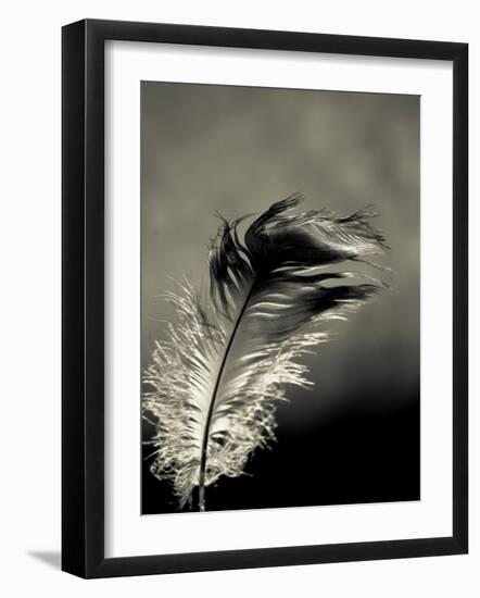 Feather-David Ridley-Framed Photographic Print